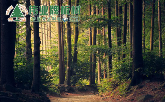 偉業牌為你講述杉木做生態板的好處