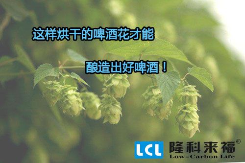 空氣能熱泵烘干的啤酒花才能釀造出好啤酒！