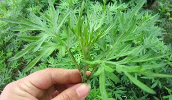 端午節(jié)還在掛艾草？不如試試空氣凈化器