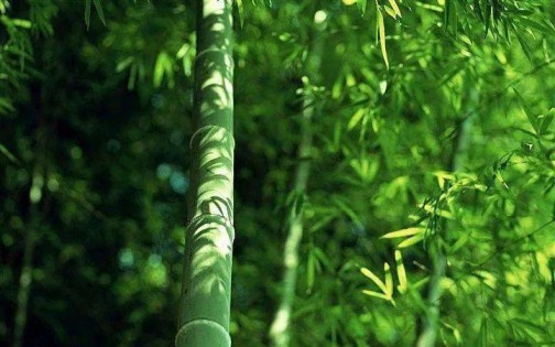 1+N模式，一起來探討人文藝術瓷磚的原創(chuàng)密碼！